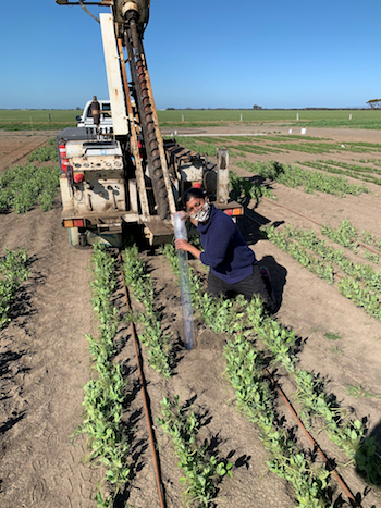 Researcher establishing pulse trials. 