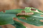 Fall armyworm steps and lessons 