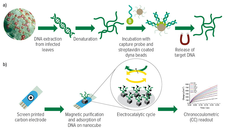 An illustration showing how the biosensor works 