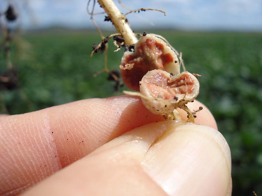 Functional nodules on soybean roots