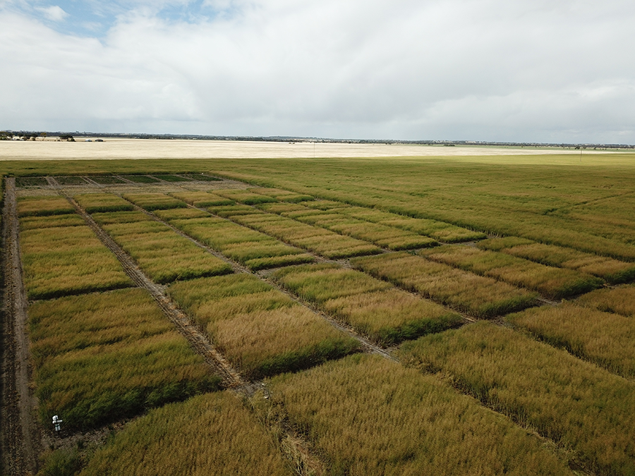 NVT Canola trial