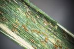 Barley grass stripe rust variants characterised by increased virulence
