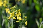 Could canola be considered in the north next season? 