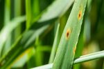 Barley disease in the spotlight at high rainfall  zone grower forum
