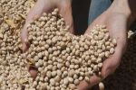 Prevention the key to biosecurity when sowing