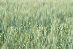 Ground-breaking research set to establish better ryegrass management for Aussie grain farms