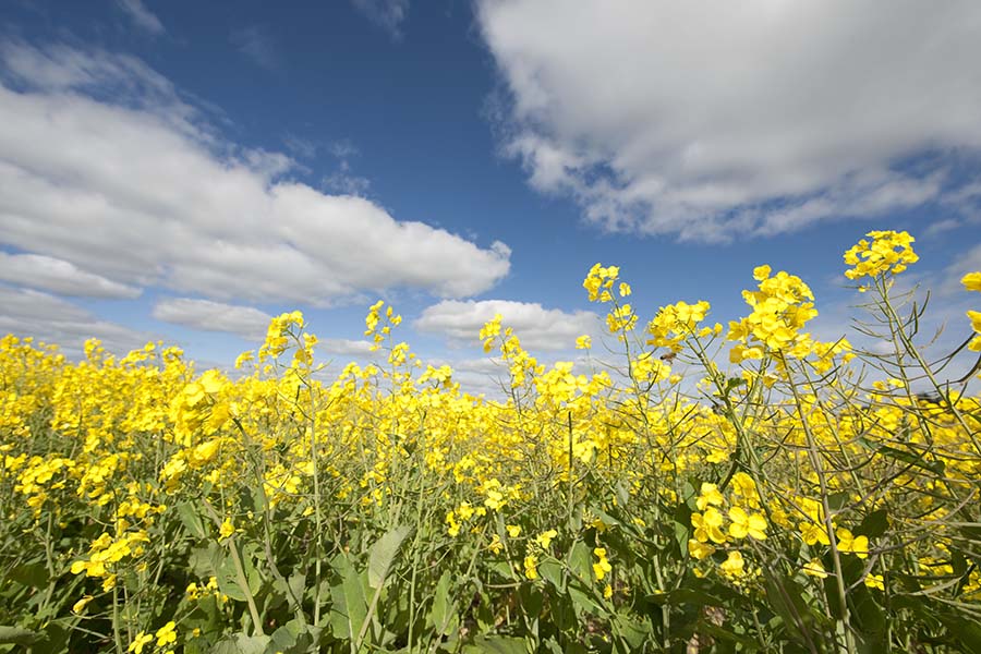 A field of canola