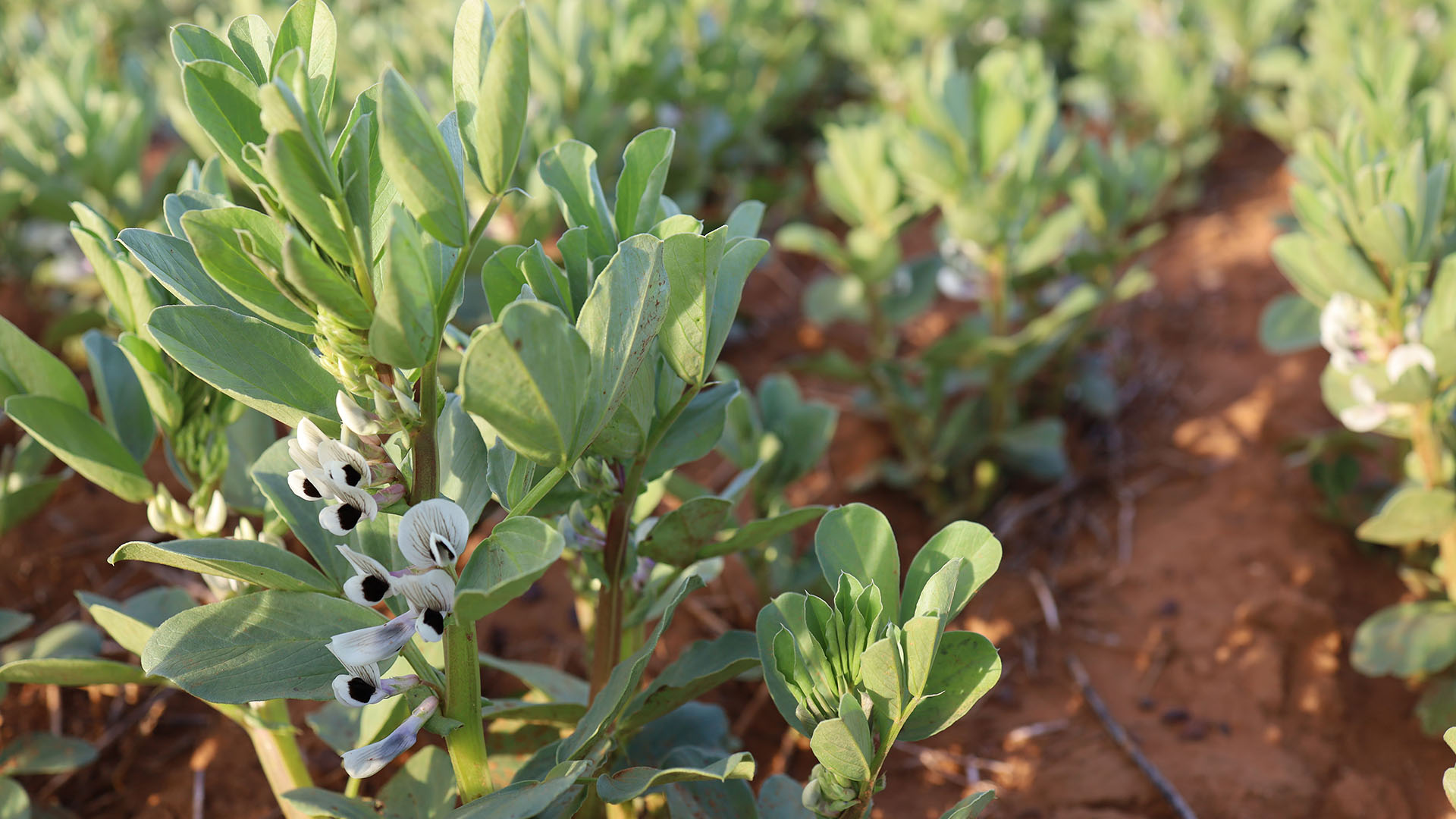 Project To Optimise Nutrition For WA Pulse Crops | Mirage News