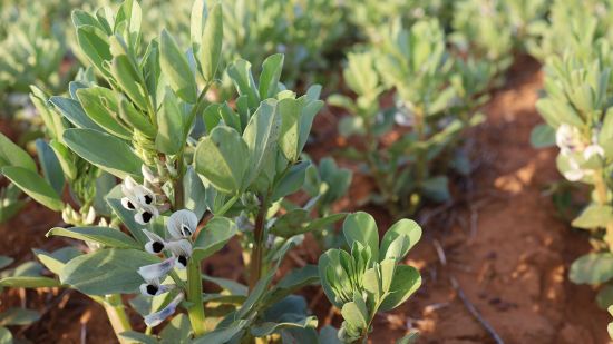 Project to optimise nutrition for WA pulse crops