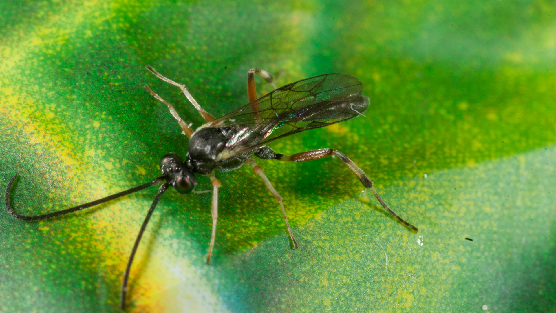 Managing canola pests using beneficial insects, spiders and mites | The ...