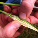 Keep an eye on Russian wheat aphid as crops develop