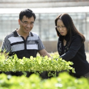 Researchers find key herbicide resistance gene