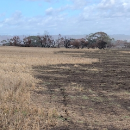 Fire grounds generating unique crop pest and disease intel