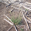 Winter ideal time for feathertop Rhodes grass control plan
