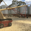 Strategies for managing high moisture grain at harvest