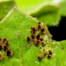 Call for best practice approach to control mites
