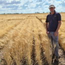 Durum breeding to grow in commercial sector