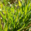 SDHI resistance in SFNB of barley discovered for the first time in…