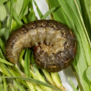 Unusual insect activity reported in emerging crops