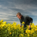 Canola growers urged to monitor for blackleg in upper canopy