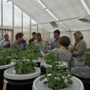 Workshops aim to optimise nitrogen fixation in pulse crops