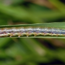 Fall armyworm webinar offers insights from the paddock