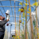 Gene search aims to combat heat stress in canola