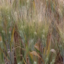 Wild wheat could hold key to crown rot resistance