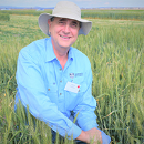 More heat tolerant wheat varieties on the breeding cards