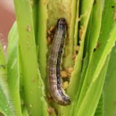 Keep watch for fall armyworm