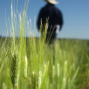 Australian grains industry critical for regional jobs
